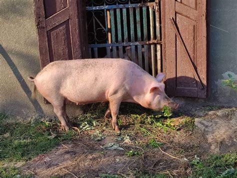 porci de vanzare beius|Porci de vanzare Beius Bihor